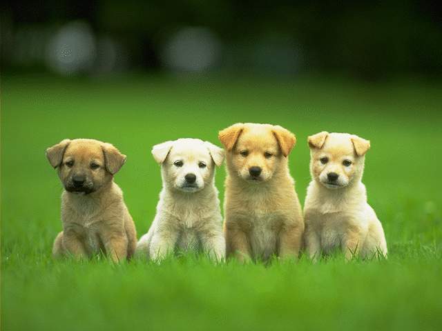 gallery for desktop backgrounds animal life dogs puppy dogs dogs and puppies 640x480